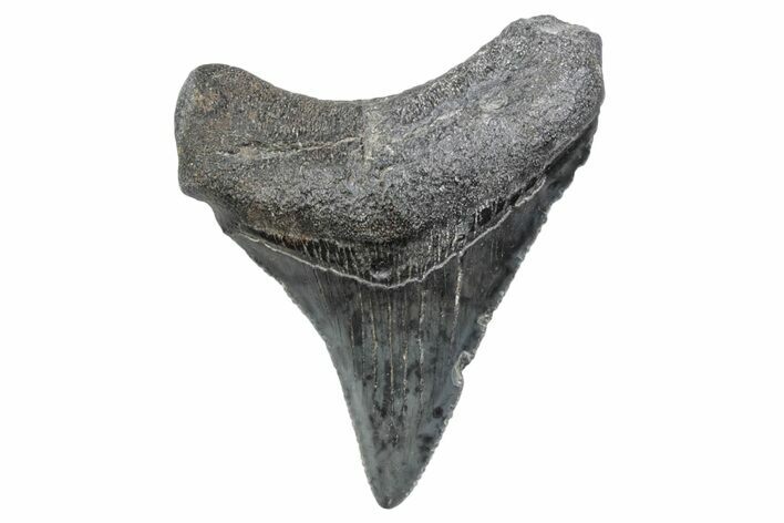 Serrated, Juvenile Megalodon Tooth - South Carolina #370176